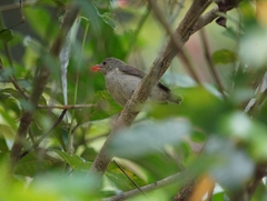 Dicaeum erythrorhynchos