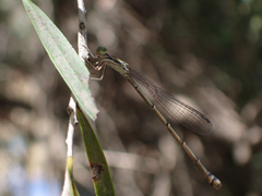 Rhadinosticta simplex