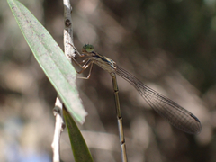 Rhadinosticta simplex