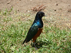 Lamprotornis superbus