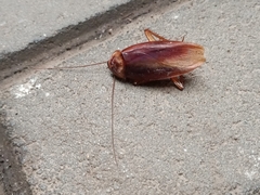 Periplaneta americana