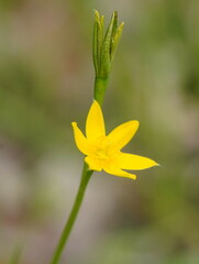 Hypoxis hygrometrica