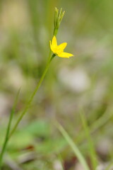 Hypoxis hygrometrica