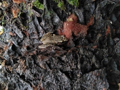 Eleutherodactylus cystignathoides