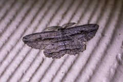 Scioglyptis loxographa