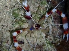 Stenopus hispidus