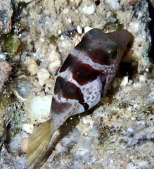 Canthigaster valentini