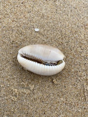 Lyncina vitellus