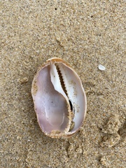 Lyncina vitellus