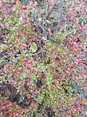 Cotoneaster ascendens