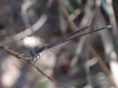 Rhadinosticta simplex