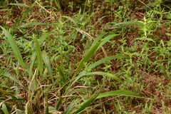 Setaria megaphylla