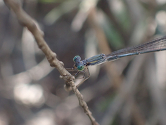 Rhadinosticta simplex