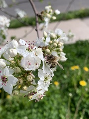 Apis mellifera