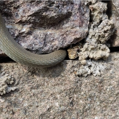 Hierophis viridiflavus carbonarius