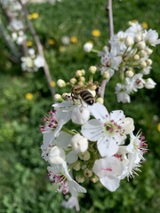 Apis mellifera