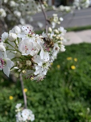 Apis mellifera