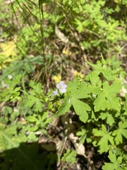Geranium homeanum