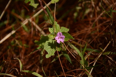 Impatiens sylvicola