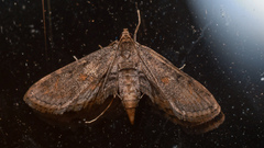 Parapoynx crisonalis