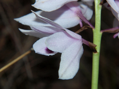 Image of Orthochilus euanthus