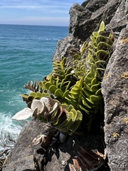 Asplenium obtusatum