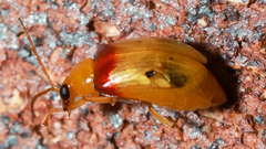 Monolepta australis