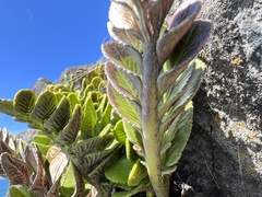 Asplenium obtusatum