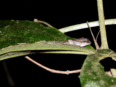 Cyrtodactylus