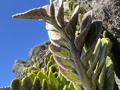 Asplenium obtusatum
