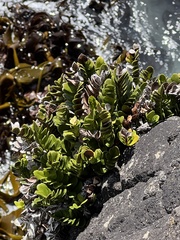 Asplenium obtusatum