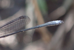 Rhadinosticta simplex