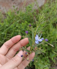 Rotheca