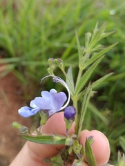 Rotheca