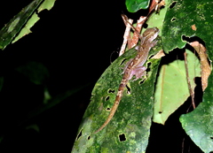 Cyrtodactylus