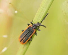 Morpholycus monilicornis