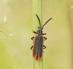 Morpholycus monilicornis