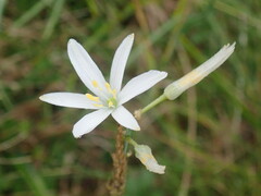 Anthericum liliago