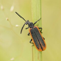 Morpholycus monilicornis