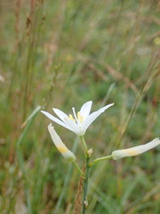 Anthericum liliago