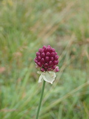 Allium sphaerocephalon