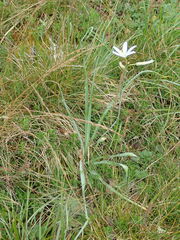 Anthericum liliago