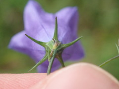 Campanula rotundifolia