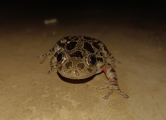 Hylambates maculatus