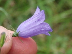 Campanula rotundifolia