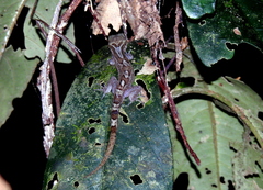 Cyrtodactylus