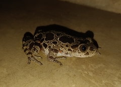 Hylambates maculatus