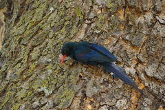 Phoeniculus purpureus