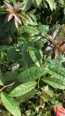 Magnoliopsida