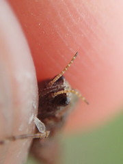 Tetrix bipunctata